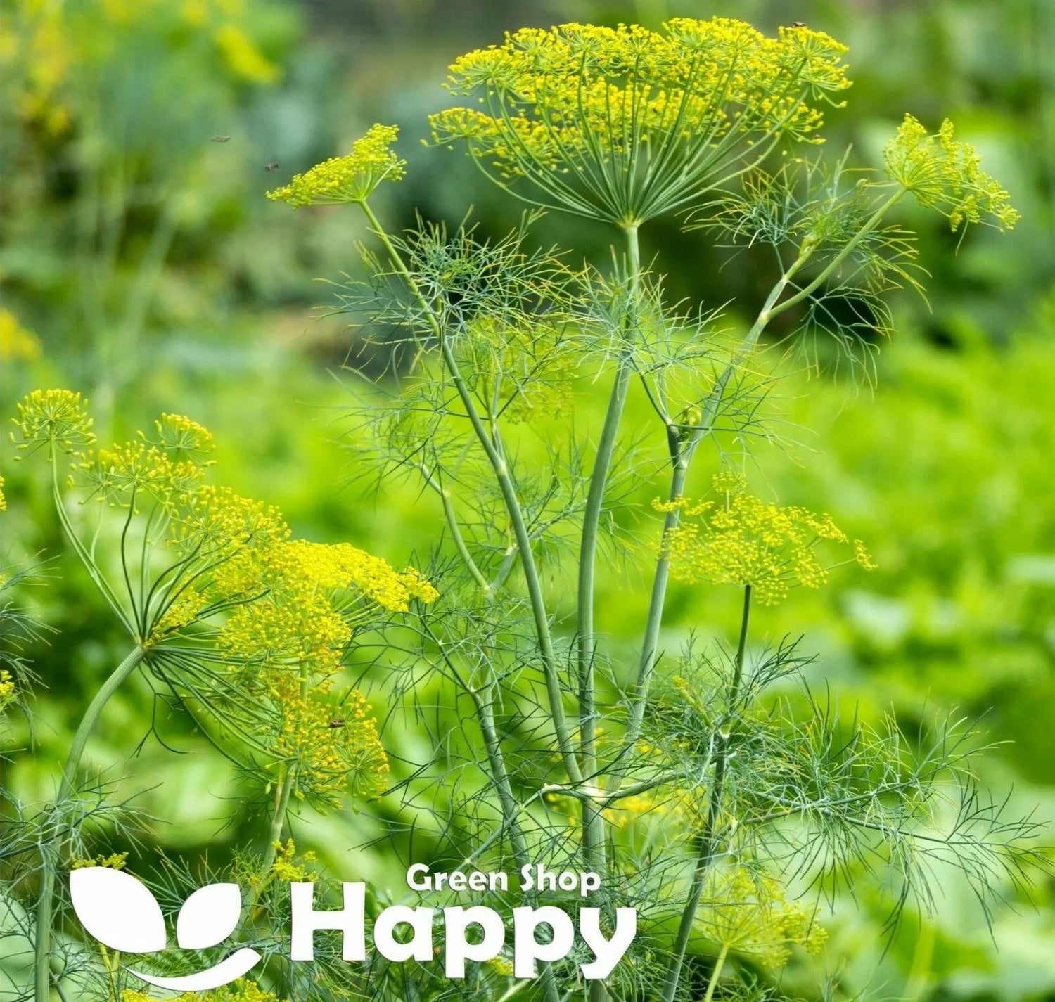 Dill - 5000 seeds (Anethum Graveolens)