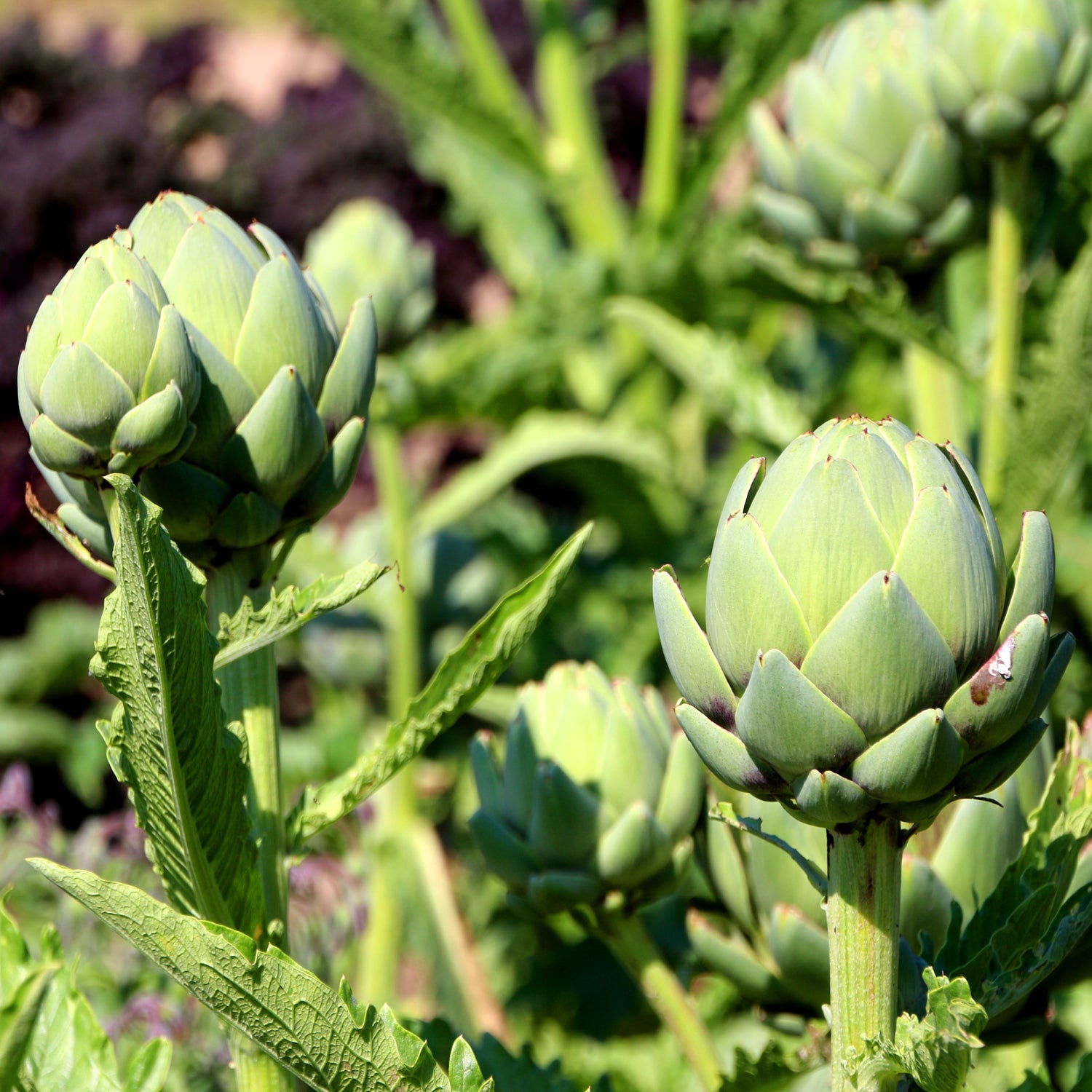 Artichoke 'Green Globe' - 20 seeds (Cynara scolymus)