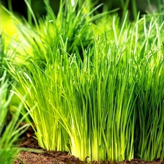 Fine Leaved Chives - 1000 seeds (Allium schoenoprasum)