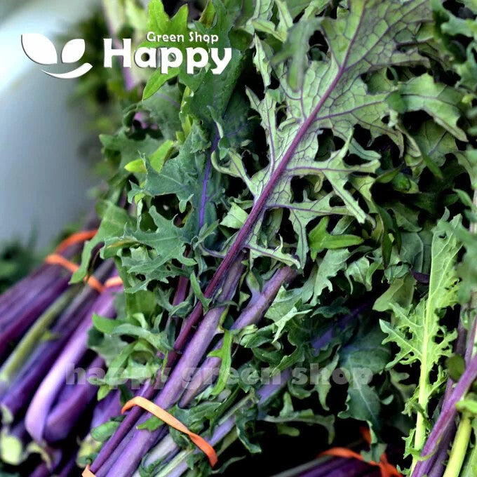 Kale 'Red russian' - 500 seeds (Brassica oleracea)