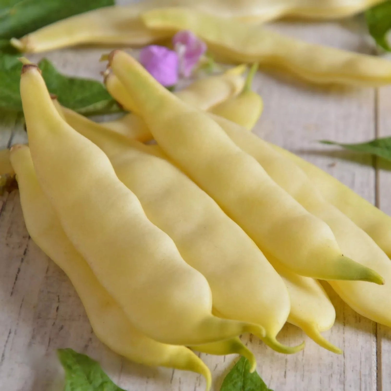 Dwarf bean 'Capitano' - 60 seeds (Phaseolus vulgaris)