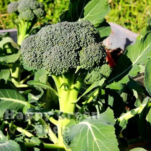 Winter Broccoli 'Ramoso calabrese' - 500 seeds (Brassica oleracea)