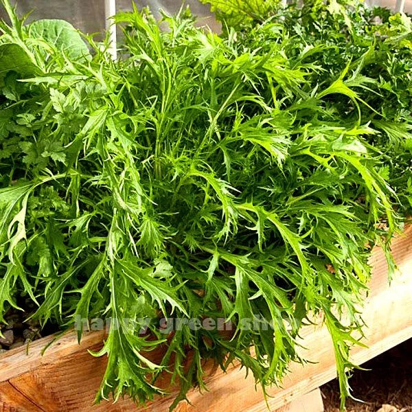 Mizuna - 1500 seeds (Brassica rapa var. japonica)