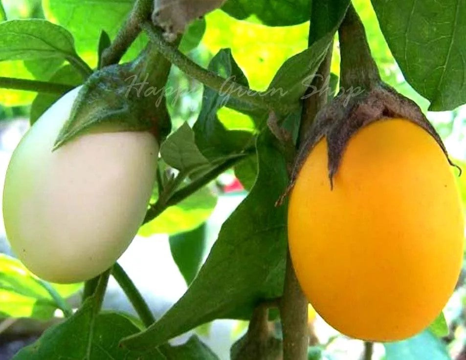 Aubergine 'Golden egg' - 20 seeds (Solanum melongena)