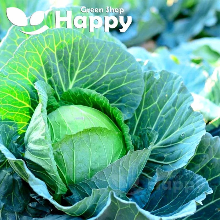 Autumn Cabbage 'Stonehead' - 400 seeds (Brassica oleracea)