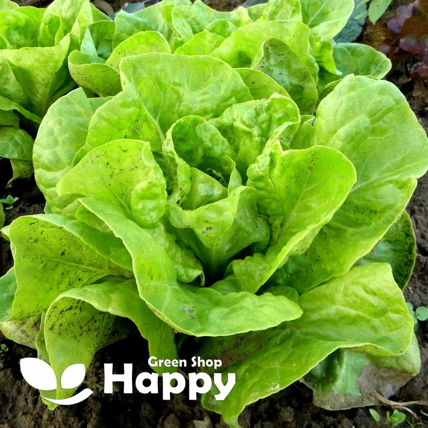 Butterhead Lettuce 'May queen' - 1000 seeds (Lactuca sativa)