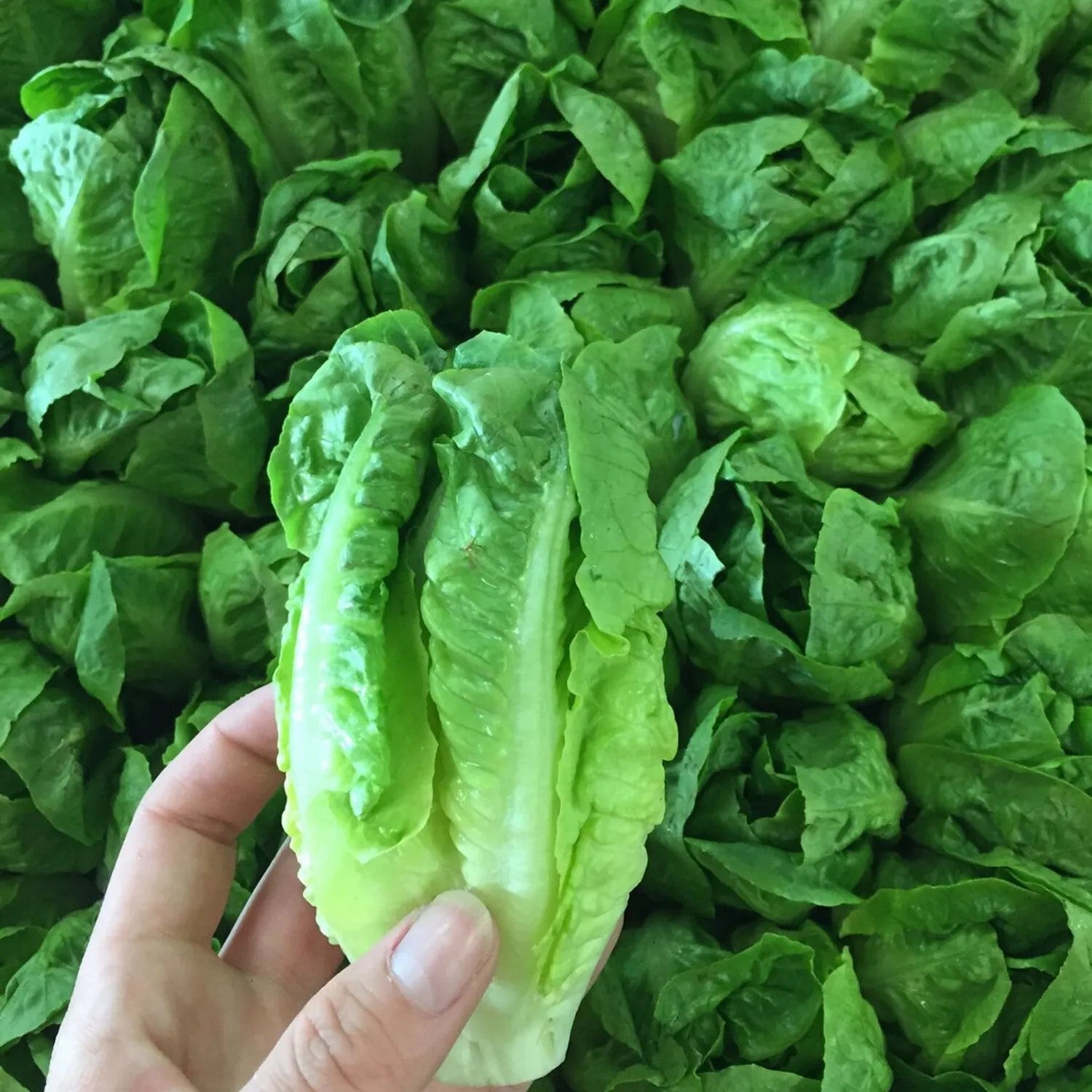 Cos Lettuce 'Little gem' - 2500 seeds (Lactuca sativa)