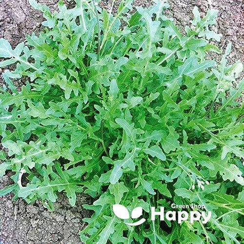 Baby Leaf Arugula - Wild Wall Rocket - 4000 seeds (Diplotaxis muralis)