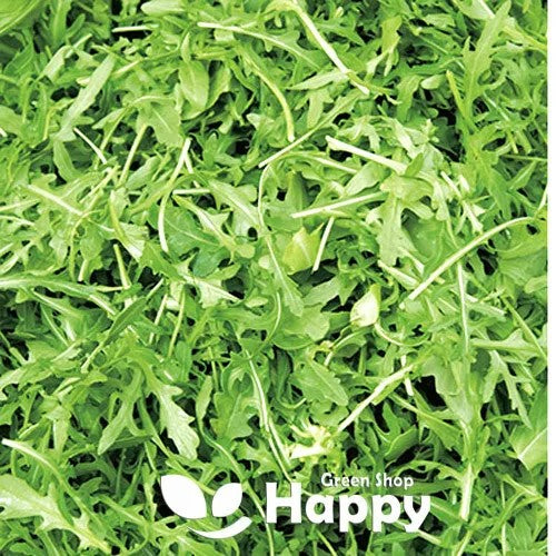 Baby Leaf Arugula - Wild Wall Rocket - 4000 seeds (Diplotaxis muralis)