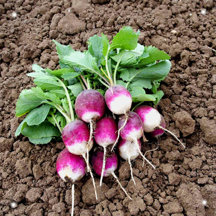 Radish 'Diana' - 300 seeds (Raphanus sativus)