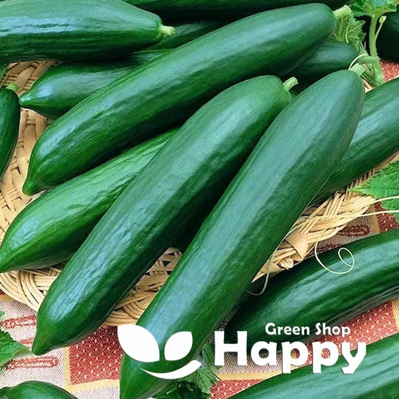 Cucumber 'Saturn' F1 - 5 seeds (Cucumis sativus)