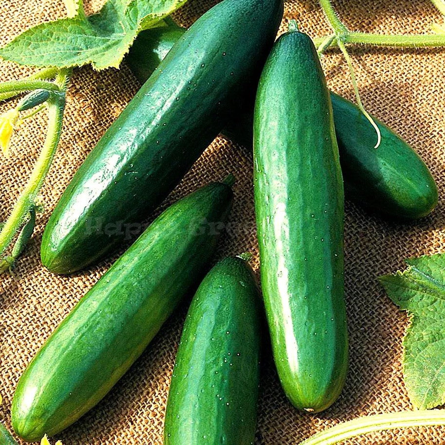 Cucumber 'Obelix' F1 - 20 seeds (Cucumis sativus)