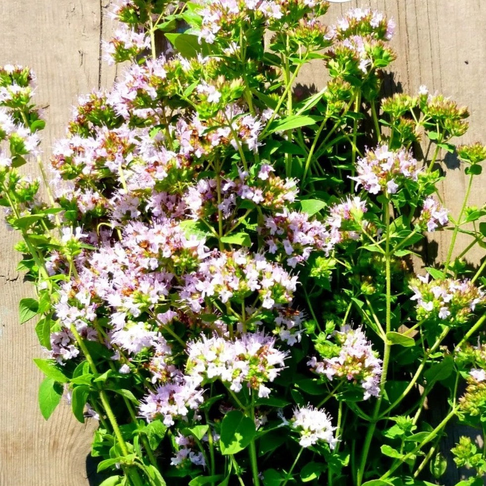 Wild marjoram - Oregano - 3000 seeds (Origanum vulgare)