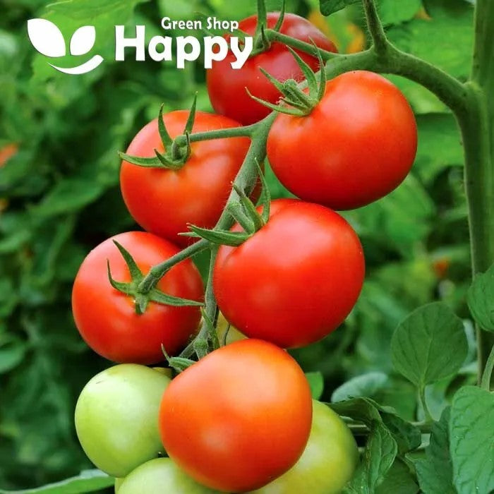 Tomato 'Moneymaker' - 100 seeds (Solanum lycopersicum)