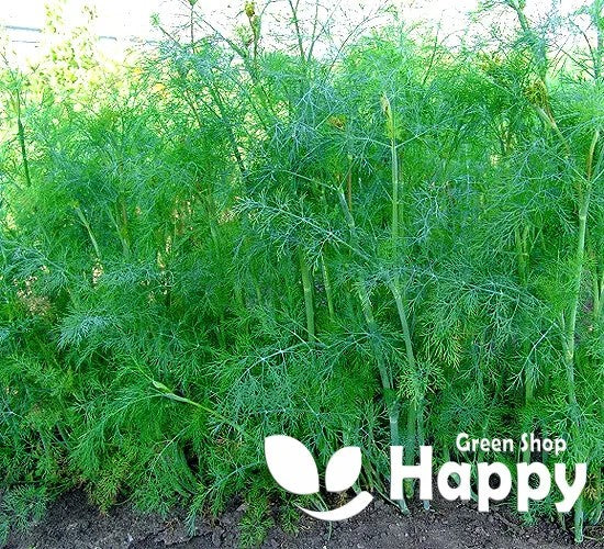 Dill 'Bouquet' - 4000 seeds (Anethum Graveolens)