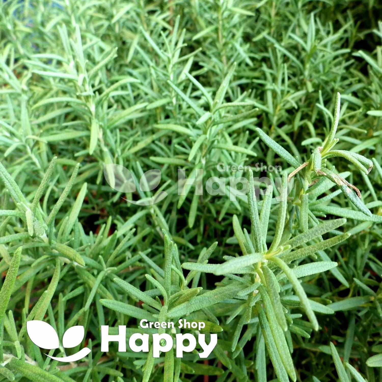 Russian tarragon - 2000 seeds (Artemisia dracunculus)