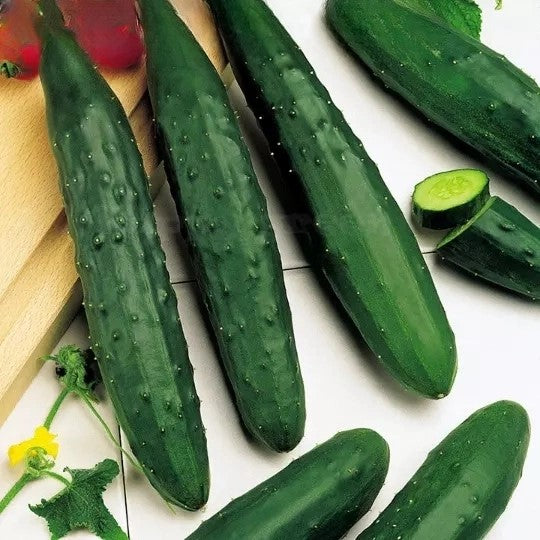 Cucumber 'Marketmore' - 50 seeds (Cucumis sativus)