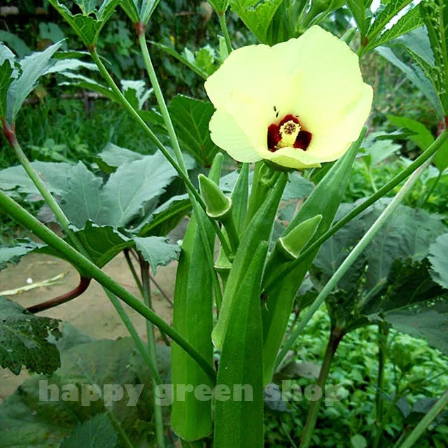 Okra, clemson spineless - 200 seeds (Abelmoschus esculentus)