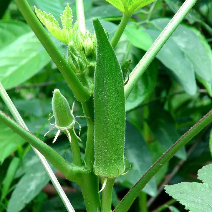 Okra, clemson spineless - 200 seeds (Abelmoschus esculentus)