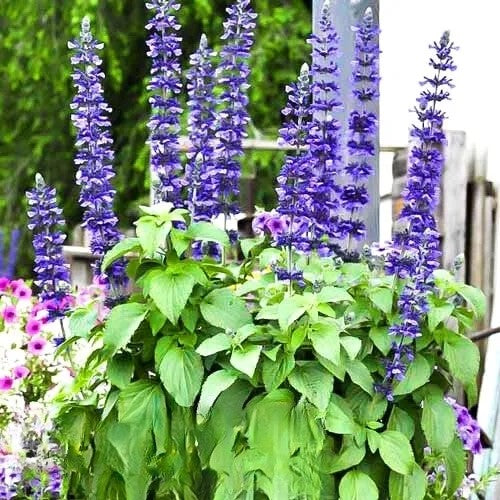 Chia - 600 seeds (Salvia hispanica)