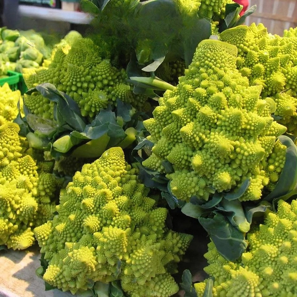 Cauliflower 'Romanesco Natalino' - 500 seeds (Brassica Oleracea)
