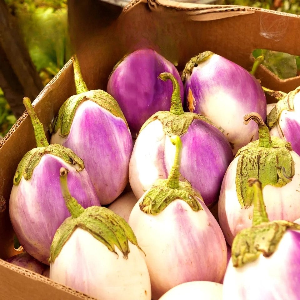 Aubergine 'Rotonda Bianca Sfumata di Rosa' - 200 seeds (Solanum melongena)