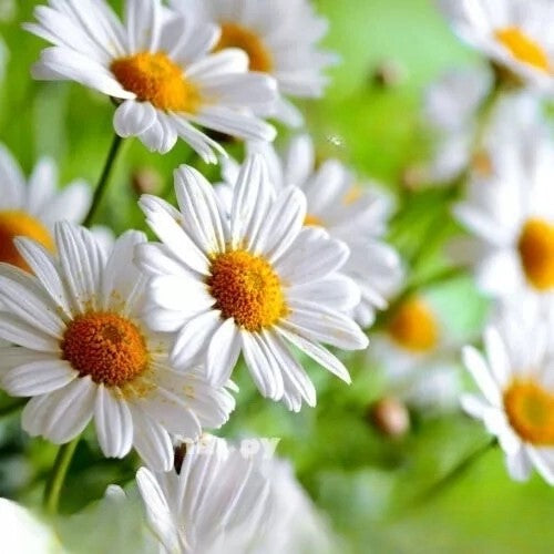 German chamomile - 10 000 seeds (Matricaria recutita)