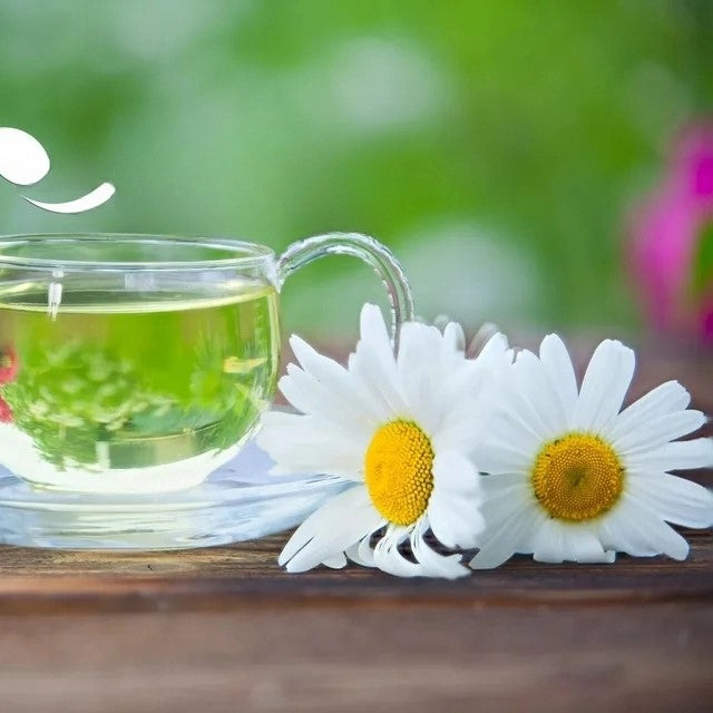 German chamomile - 10 000 seeds (Matricaria recutita)