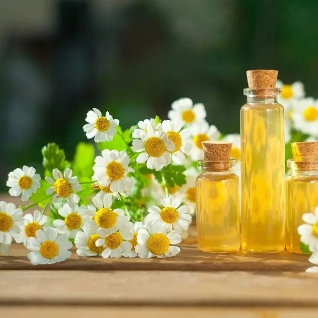 German chamomile - 10 000 seeds (Matricaria recutita)