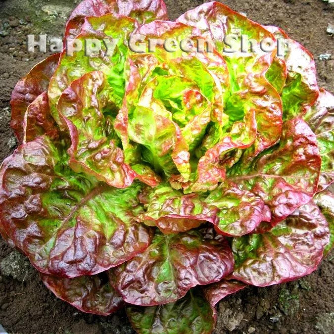 Batavian Lettuce 'Canasta' - 1000 seeds (Lactuca sativa)