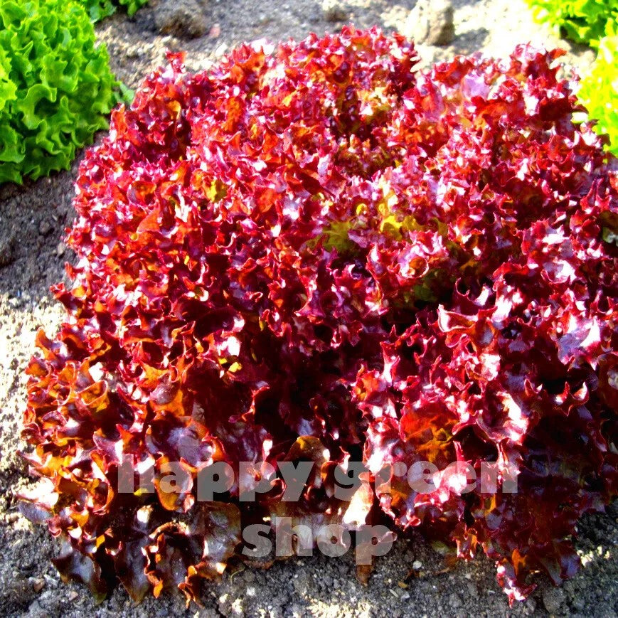 Lettuce Lollo Rosso - 1000 seeds (Lactuca sativa)