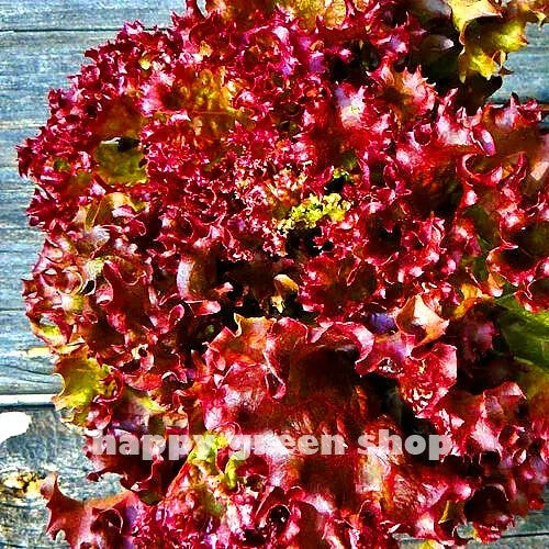 Lettuce Lollo Rosso - 1000 seeds (Lactuca sativa)
