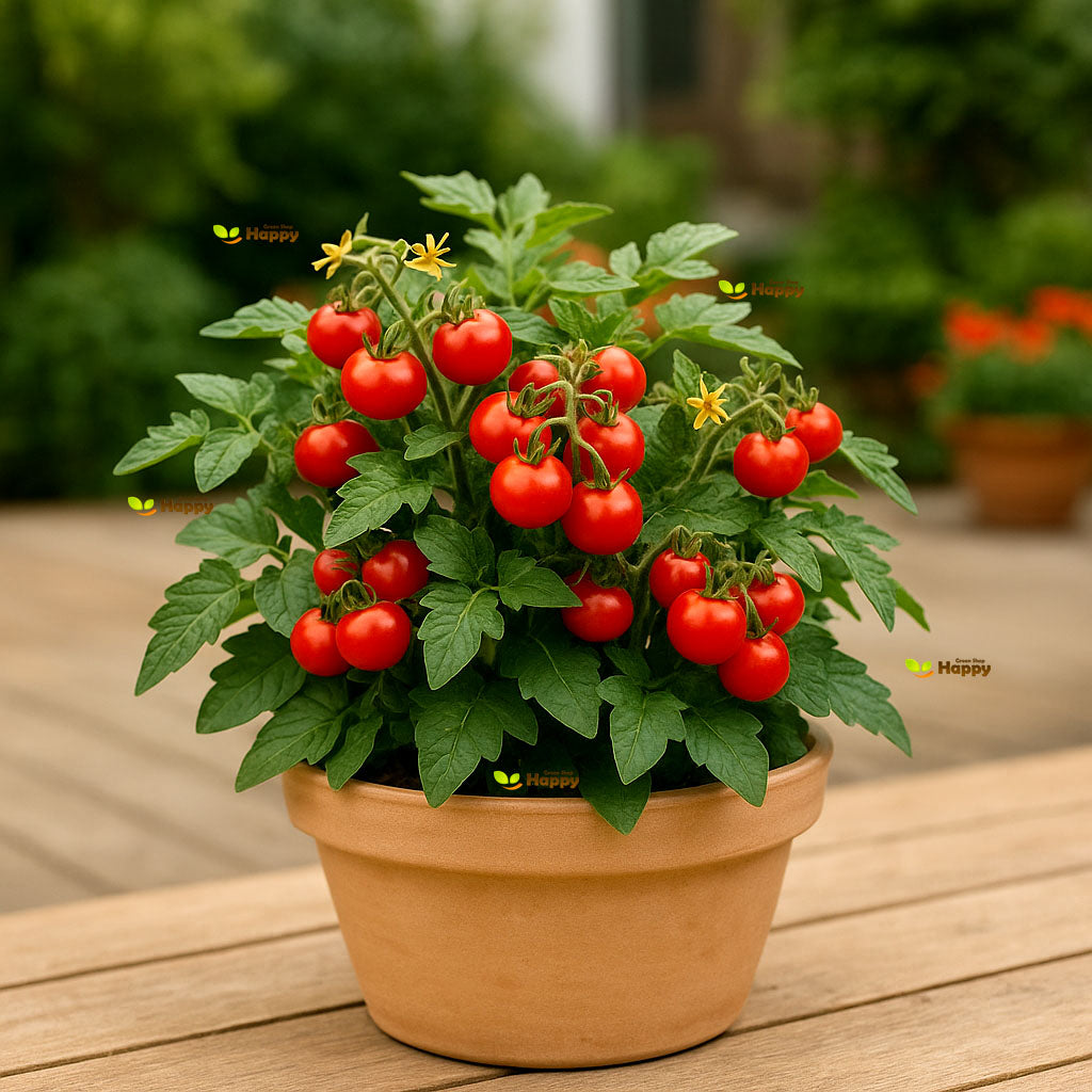 Cherry Tomato 'Minibel' - 40 Seeds (Solanum lycopersicum)