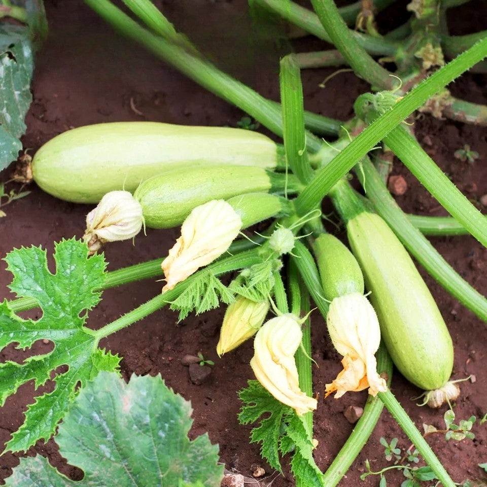 Courgette 'Bolognese' - 15 seeds (Cucurbita pepo)