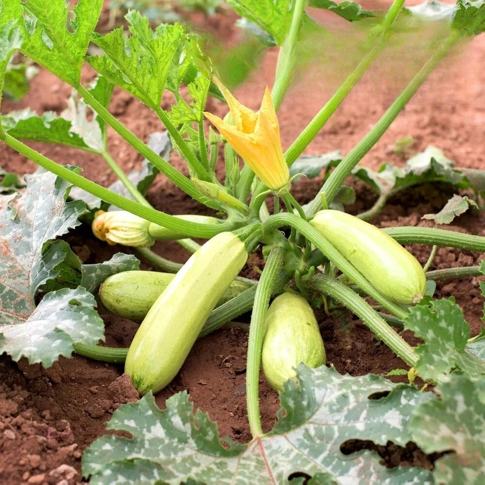 Courgette 'Bolognese' - 15 seeds (Cucurbita pepo)