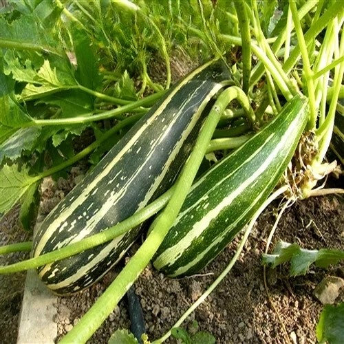 Courgette 'Stiato d'Italia' - 30 seeds (Cucurbita pepo)