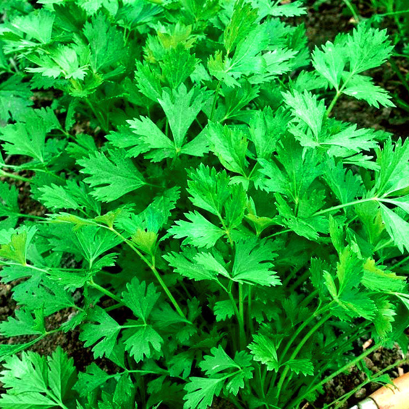 Parsley 'Festival 68' - 1000 seeds (Petroselinum Crispum)