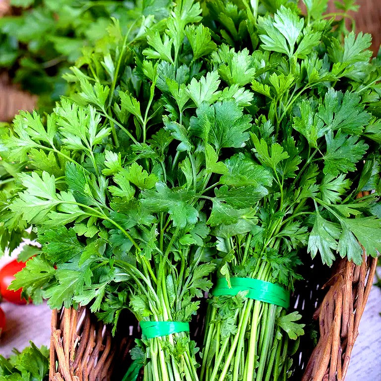 Parsley 'Festival 68' - 1000 seeds (Petroselinum Crispum)