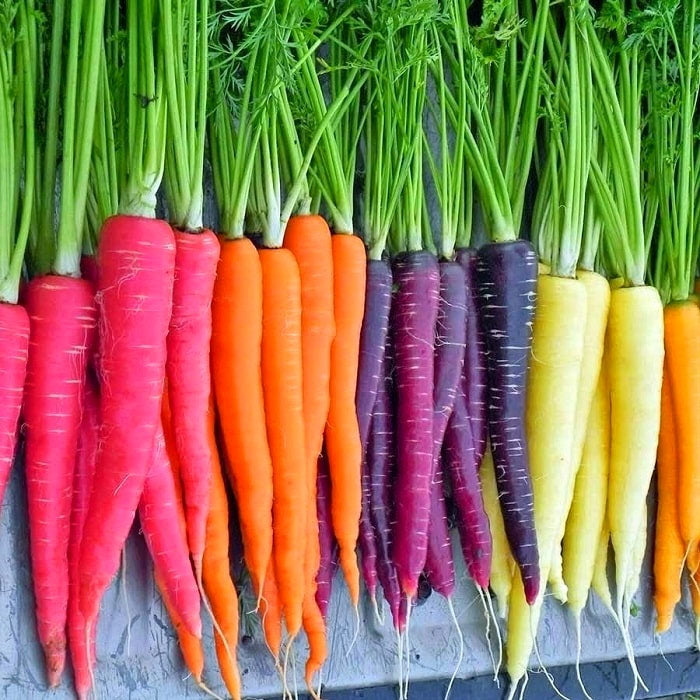 Carrot Rainbow Mix - 240 seeds (Daucus Carota)