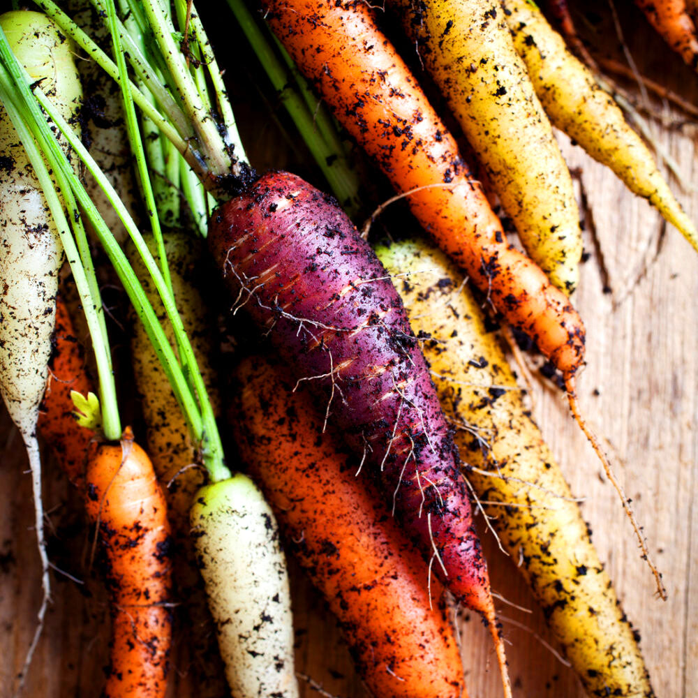 Carrot Rainbow Mix - 240 seeds (Daucus Carota)