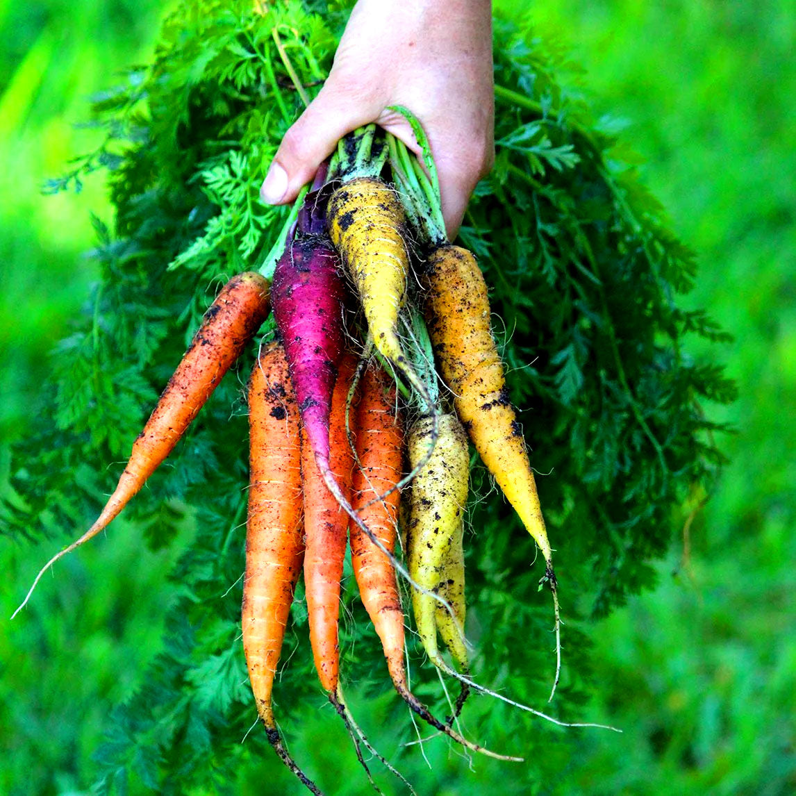 Carrot Rainbow Mix - 240 seeds (Daucus Carota)