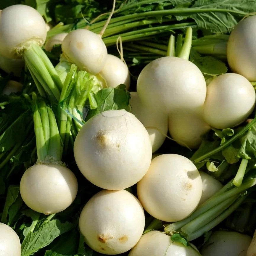 Turnip 'Snowball' - 500 seeds (Brassica rapa)