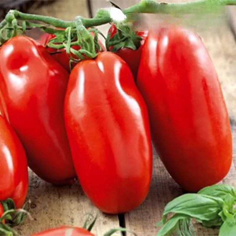 Tomato Scatolone 3 - 80 seeds (Solanum lycopersicum)