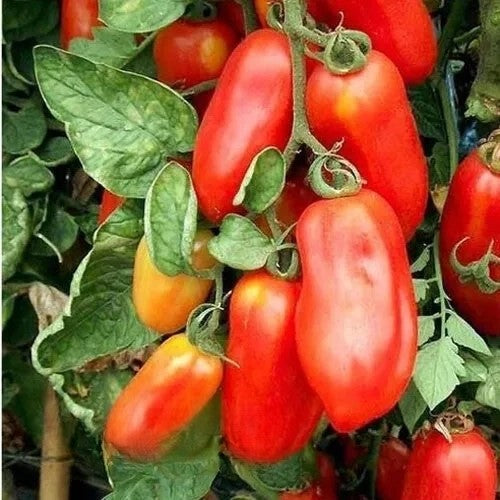 Tomato Scatolone 3 - 80 seeds (Solanum lycopersicum)