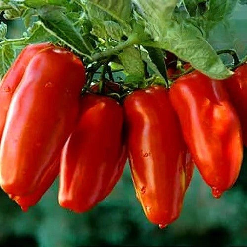 Tomato Scatolone 3 - 80 seeds (Solanum lycopersicum)