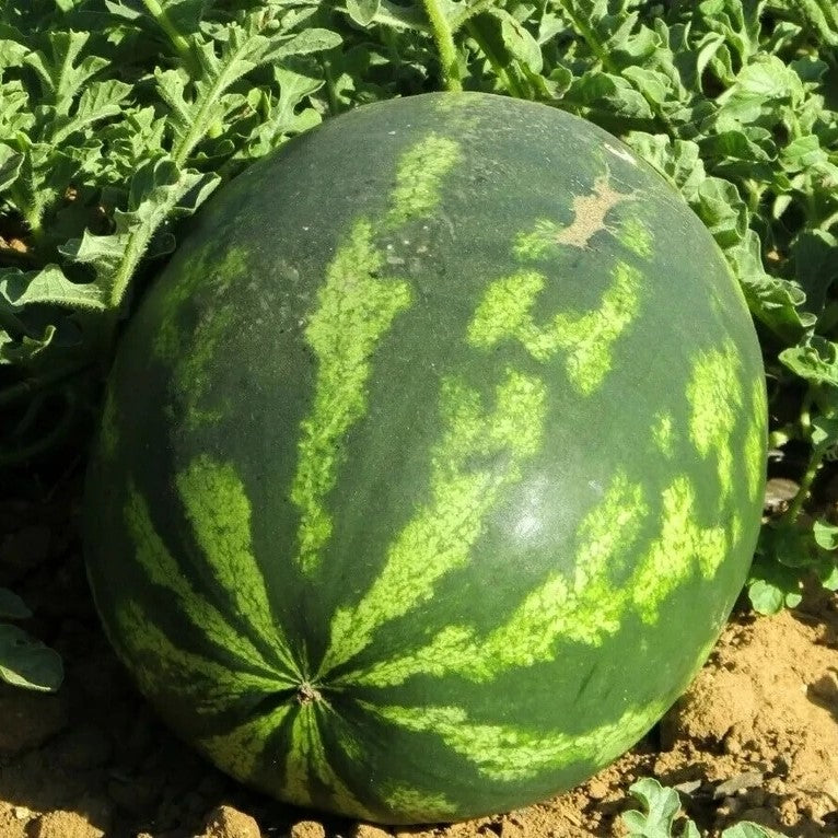 Watermelon 'Crimson sweet' - 30 seeds (Citrullus lanatus)