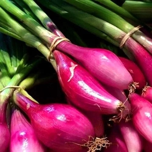 Red long onion 'Tropea rossa lunga' - 600 seeds (Allium cepa)