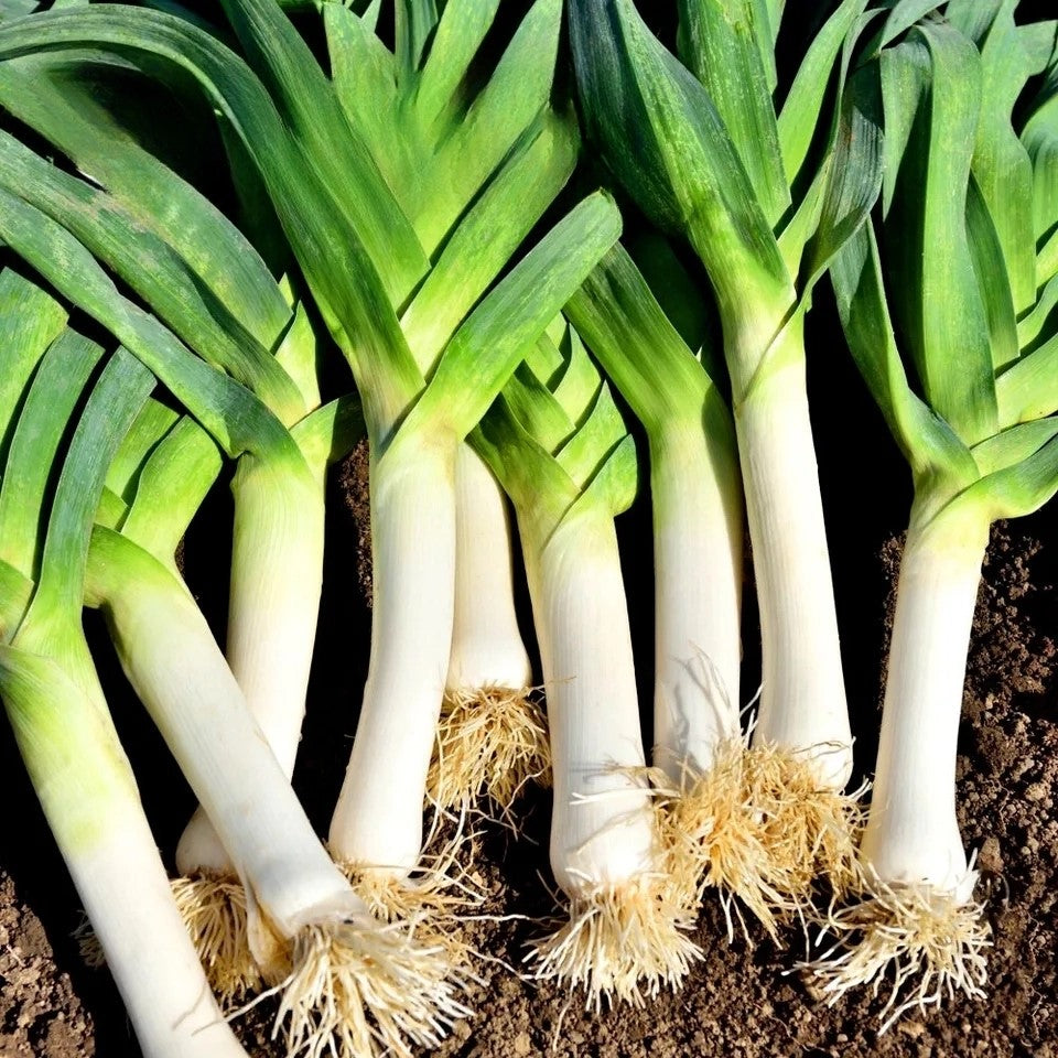 Large Leek 'Monstruoso di Carentan 2' - 500 seeds (Allium porrum)