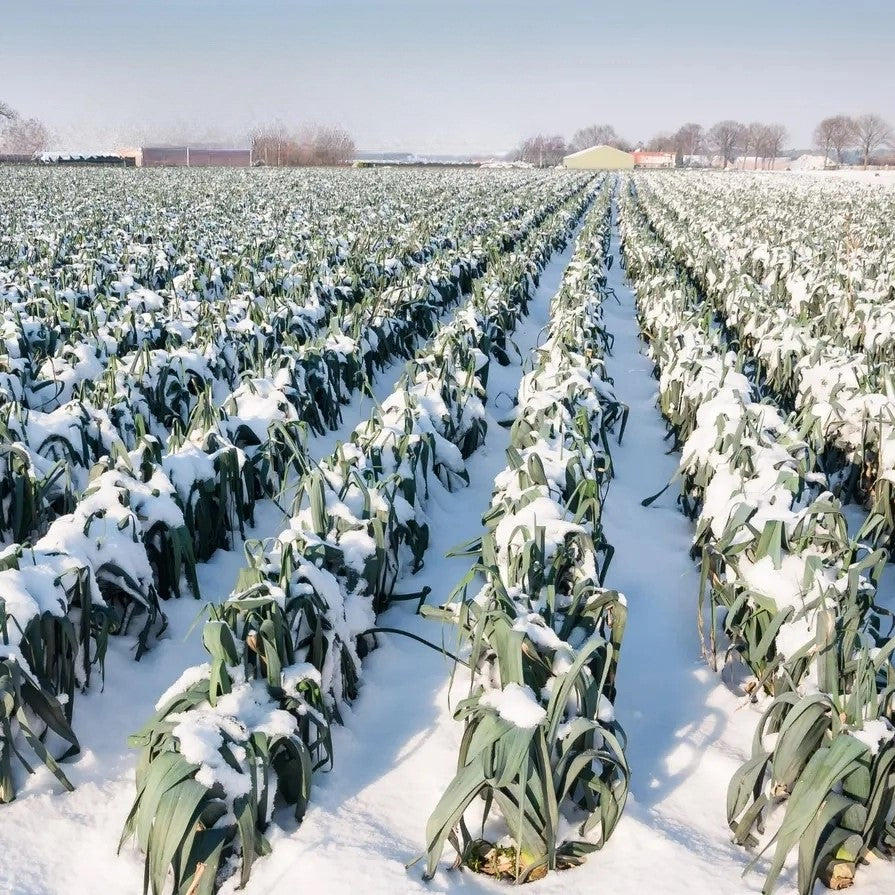 Large Leek 'Monstruoso di Carentan 2' - 500 seeds (Allium porrum)