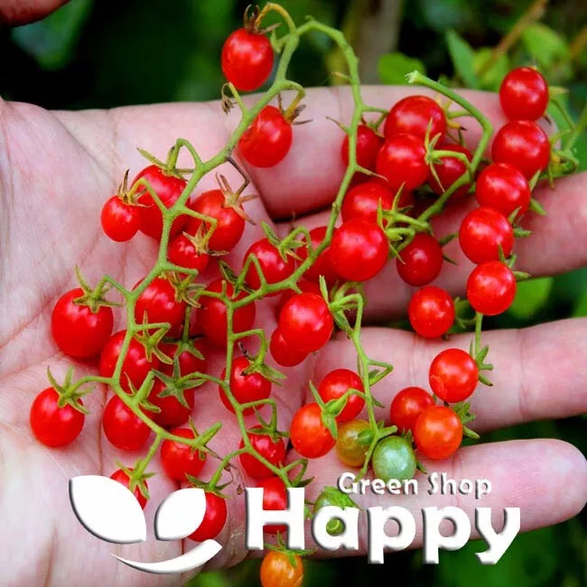 Tomato 'Currant' F1 - 30 seeds (Solanum lycopersicum)